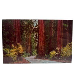 Vintage Avenue Of Giants Redwood Highway California Postcard